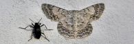 MountKinabaluMoths_0018_g