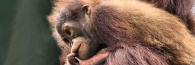 Semenggoh_0022_g_m