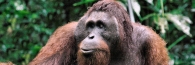 Semenggoh_0076_g