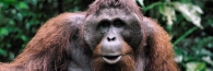 Semenggoh_0078_g