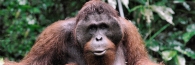 Semenggoh_0083_g
