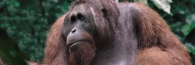 Semenggoh_0097_gg
