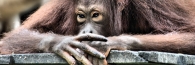 Sepilok_0249_m