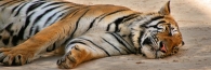 Thailand_TigerTemple_9622