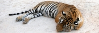 Thailand_TigerTemple_9632_g