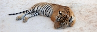 Thailand_TigerTemple_9635_g