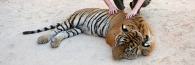 Thailand_TigerTemple_9636