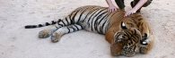 Thailand_TigerTemple_9637