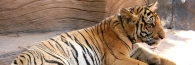 Thailand_TigerTemple_9681_g