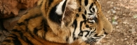 Thailand_TigerTemple_9686