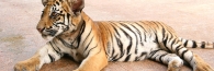 Thailand_TigerTemple_9747