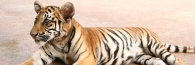 Thailand_TigerTemple_9747_m