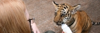 Thailand_TigerTemple_9760