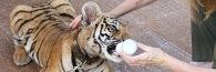 Thailand_TigerTemple_9778