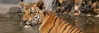 Thailand_TigerTemple_9812