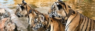 Thailand_TigerTemple_9813