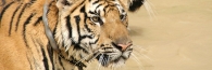 Thailand_TigerTemple_9826