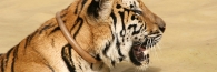 Thailand_TigerTemple_9831