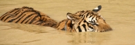Thailand_TigerTemple_9833