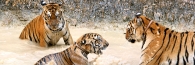 Thailand_TigerTemple_9842