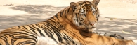 Thailand_TigerTemple_9878