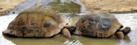 Tortoise_a_4000