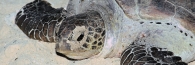 TurtleIsland_0062