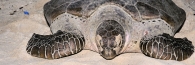 TurtleIsland_0066
