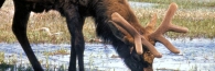 Wyoming_29_Yellowstone_MuleDeer_g