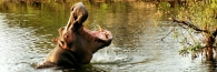 ZambesiRiver11Hippo_4000