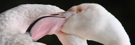 Zoo_0801_GreaterFlamingo