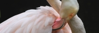 Zoo_0802_GreaterFlamingo