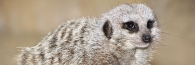 Zoo_0816_Meercat