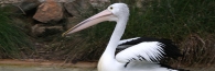 Zoo_0823_Pelican