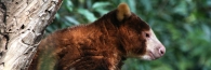 Zoo_0834_Matschie'sTreeKangaroo