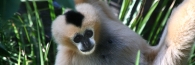 Zoo_0869_JuvenileWhiteCheekedGibbon