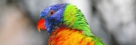 Zoo_0880_RainbowLorikeet