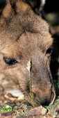 Wildlife_Wilpena_6438_m