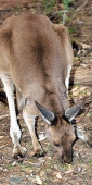 Wildlife_Wilpena_6441_m