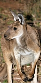 Wildlife_Wilpena_6447_m