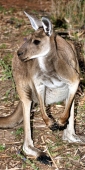 Wildlife_Wilpena_6448_m