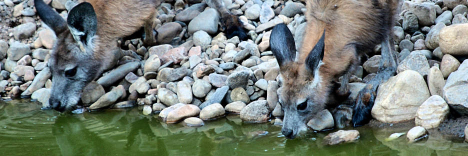 ArkaroolaWaterhole_PB070831_.jpg