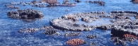 GreenIsland_20_g_4000