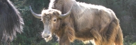 Bhutan_Yak_0297
