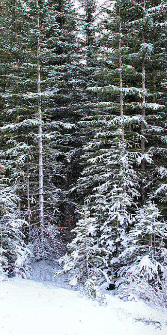 Jasper0789_V.jpg