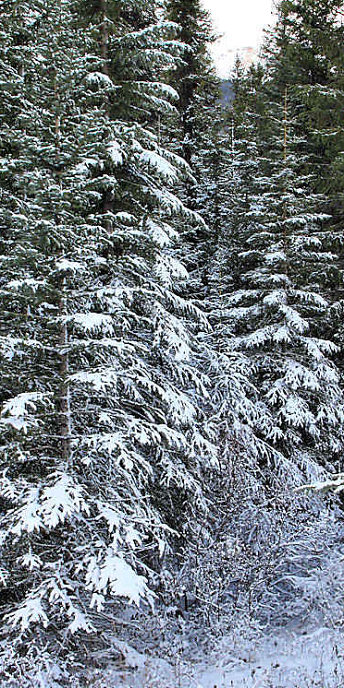 Jasper0790_V.jpg