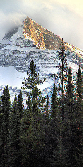 Jasper0840_V.jpg