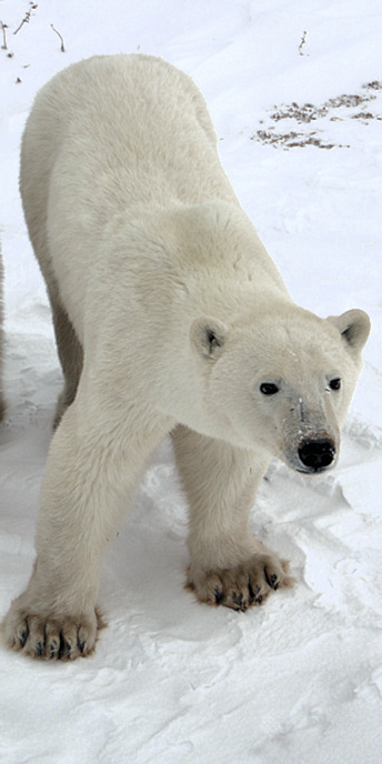 Manitoba_Churchill_PolarB_Day6_1518_V.jpg