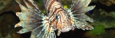 Vancouver_Aquarium_0566