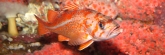 Vancouver_Aquarium_0604